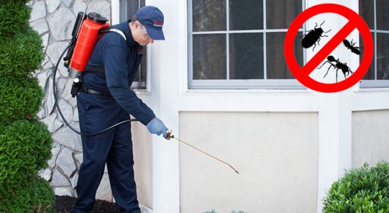 Fındıklı Kemirgen İlaçlama böcek ilaçlama ve haşere kontrolü — ilaclama-tr.com